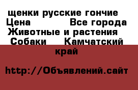 щенки русские гончие › Цена ­ 4 000 - Все города Животные и растения » Собаки   . Камчатский край